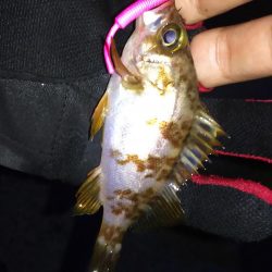 淡路島アジ調査