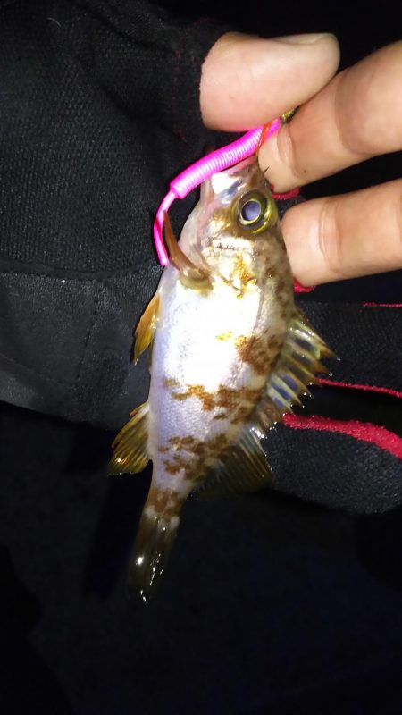 淡路島アジ調査