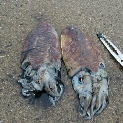 太刀魚からのぉ墨野郎