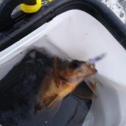 メバル終わった?