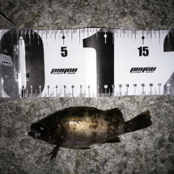 やっぱり渋い…