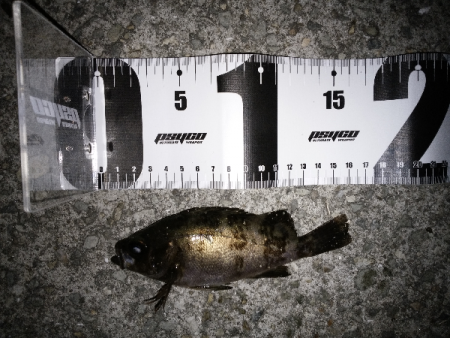 やっぱり渋い…