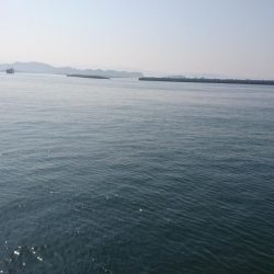 コウイカデビュー