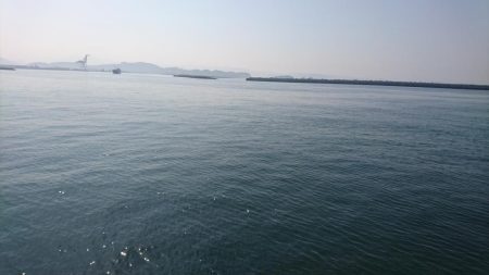 コウイカデビュー