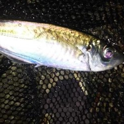 日本海アジング