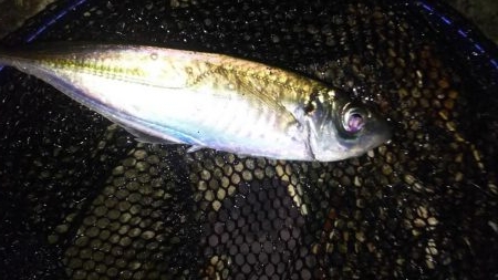 日本海アジング