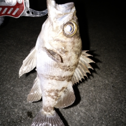 やっぱり渋い…