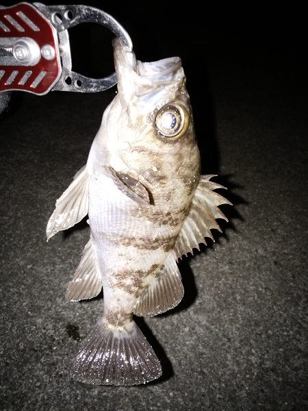 やっぱり渋い…