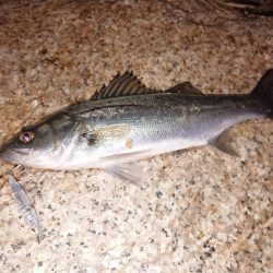 メバルプラッキング