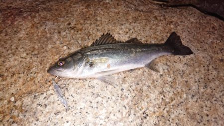 メバルプラッキング