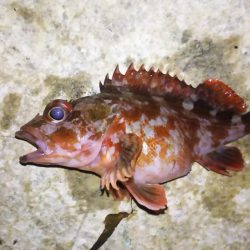 日本海アジング