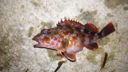 日本海アジング