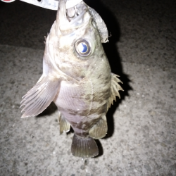 やっぱり渋い…