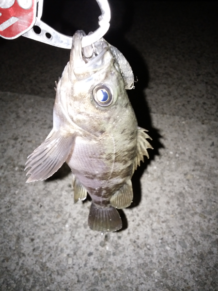 やっぱり渋い…