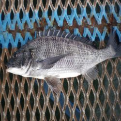 オリジナルメーカー海づり公園(市原市海づり施設) 釣果