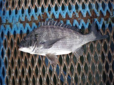 オリジナルメーカー海づり公園(市原市海づり施設) 釣果