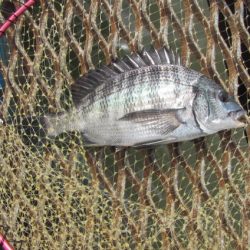 オリジナルメーカー海づり公園(市原市海づり施設) 釣果