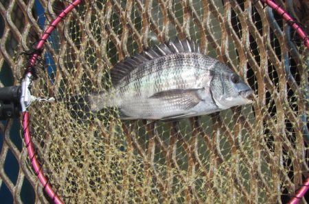 オリジナルメーカー海づり公園(市原市海づり施設) 釣果