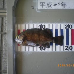 姫路市立遊魚センター 釣果