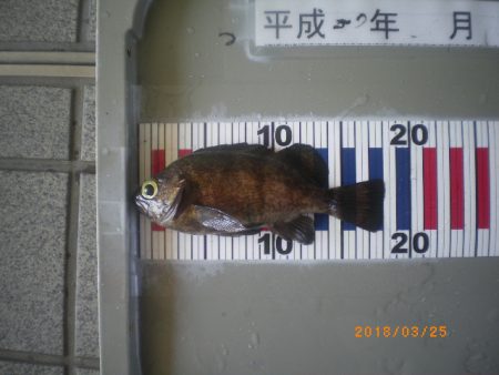 姫路市立遊魚センター 釣果