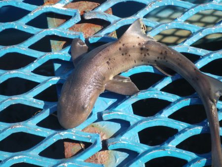 オリジナルメーカー海づり公園(市原市海づり施設) 釣果