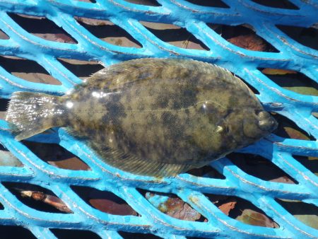 オリジナルメーカー海づり公園(市原市海づり施設) 釣果