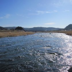 狩野川（狩野川漁業協同組合） 釣果