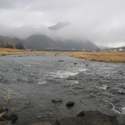 狩野川(狩野川漁業協同組合) 釣果