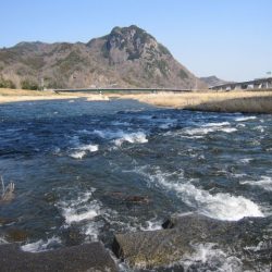 狩野川（狩野川漁業協同組合） 釣果