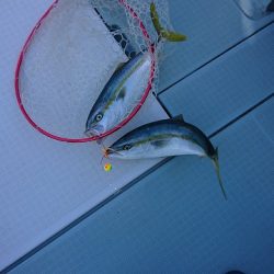 フィッシングボートACE（エース） 釣果