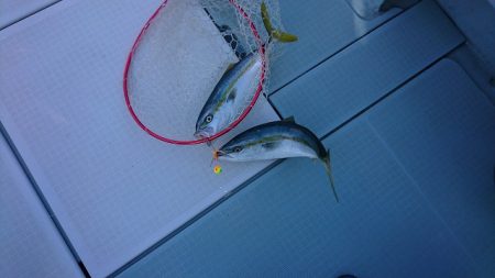 フィッシングボートACE（エース） 釣果