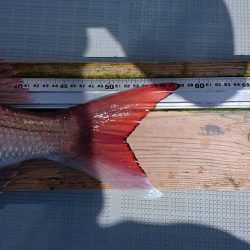 フィッシングボートACE（エース） 釣果