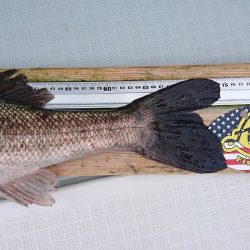 フィッシングボートACE（エース） 釣果