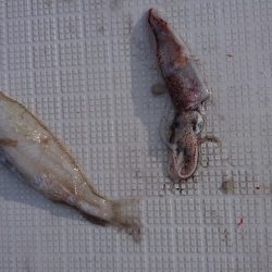 フィッシングボートACE（エース） 釣果