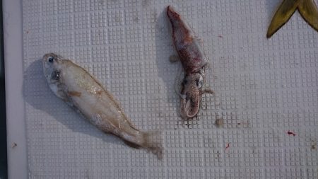 フィッシングボートACE（エース） 釣果