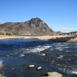 狩野川（狩野川漁業協同組合） 釣果