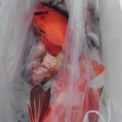 遊漁船 新鋭丸 釣果