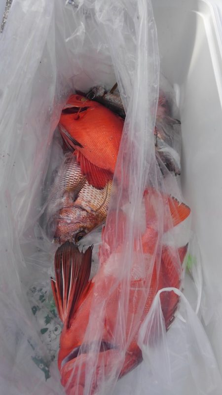 遊漁船 新鋭丸 釣果