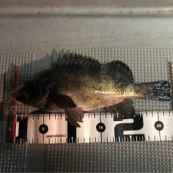 Chase（チェイス） 釣果