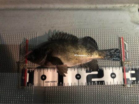 Chase（チェイス） 釣果