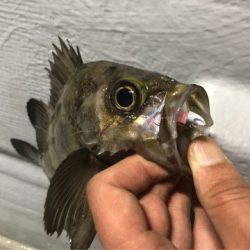 Chase（チェイス） 釣果