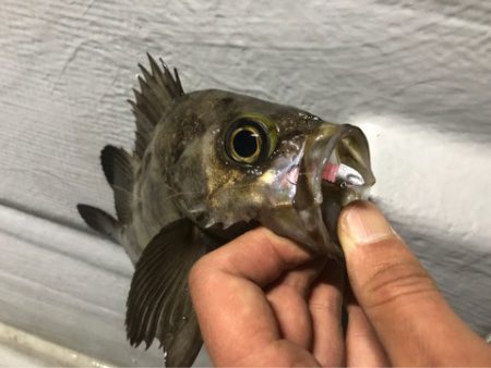 Chase（チェイス） 釣果