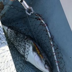 あみや渡船 JIGBOY 釣果