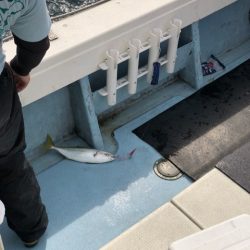 あみや渡船 JIGBOY 釣果