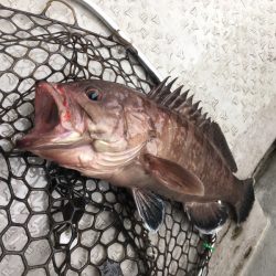 海季丸（みきまる） 釣果