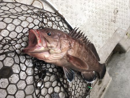 海季丸（みきまる） 釣果