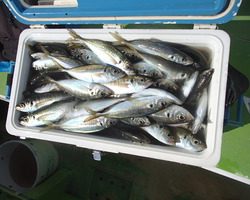 久里浜黒川本家 釣果