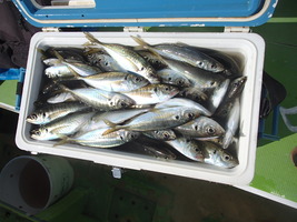 久里浜黒川本家 釣果