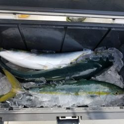 遊漁船　ニライカナイ 釣果