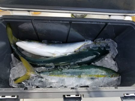 遊漁船　ニライカナイ 釣果